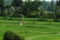 Agricultural Land Avatar